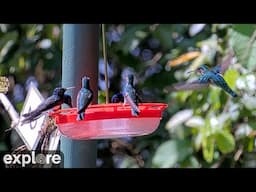 Panama Hummingbird Feeder at Canopy Tower powered by EXPLORE.org