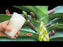 Just 1 Cup! The Weak Orchid Suddenly Takes Root And Blooms Many Mysterious Flowers!