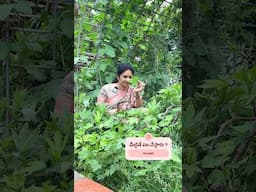పురుగులు తిన్న ఆకుకూరలు తినొచ్చా??@MADGARDENER  #garden #gardening #plants  #organic