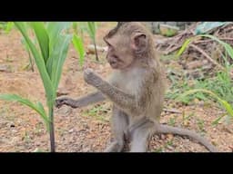 Catching worms in the corn garden with Huong and baby monkey Nahu is so dramatic.