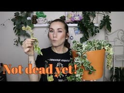 I can't believe this plant is still alive! -- 6 month update on my Variegated Hoya Compacta