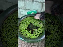 Sen ơi là sen…nằm có xíu nói này nói kia #cat #kiengiang