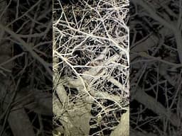 🚨‼️PUPPY COMING TREED!‼️🚨 #shorts #short #shortvideo #shortsvideo #trending #viral
