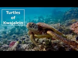 Turtles of Kwajalein 2