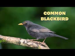 Blackbird Song - Beautiful Morning Singing of the Common Blackbird