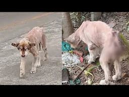 Arabs generally don’t keep dogs,the man resolutely rescued the Alaskan dog with severe skin disease