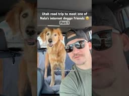When internet dog friends become friends in real life 🥰 ​⁠@LivingwithBagel