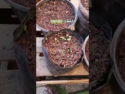 Cultivo de ALBAHACA en maceta👌🌱