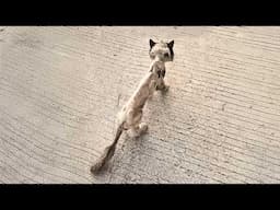 The paper-thin cat, starved to deformation, couldn't find food. Once fallen, he couldn't rise again.