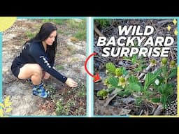 I Found Wild Blackberries in My Backyard | Transplanting Sawtooth Blackberries