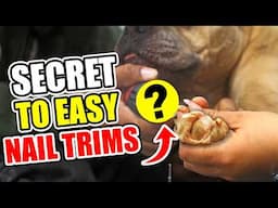 Dog Nail Trim Hack: Safer, Cheaper & Stress-Free!
