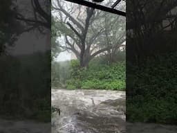 Flash flood at Manoa Stream 4/29/25￼