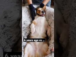 Corgis are not just pets ❤️