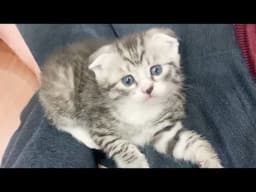 Kittens playing after a big breakfast - Milo Kitten