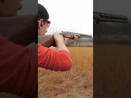 Dogs out. Quail down. Zoli dialed in.