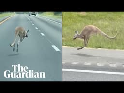 Runaway kangaroo named Sheila shuts down Alabama interstate