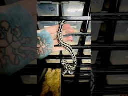 CHECK OUT THESE AMAZING SNAKES!