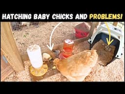 Hatching Baby Chicks and Problems!
