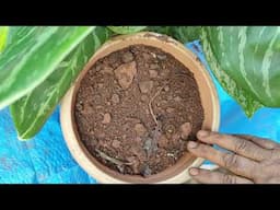 Water  Propogation / Repotting / Of Aglonema Snow Cap / Aglonema  White Lightning