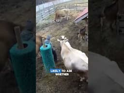 Heartwarming Farm Animals Rally Around Crying Owner
