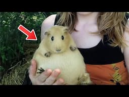 The Vet Thought It Was a Pregnant Guinea Pig—Then the Ultrasound Shocked Everyone