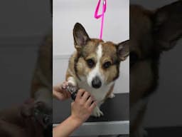 Now this is what you call a rare Pembroke Welsh Corgi