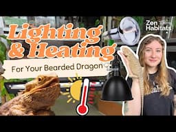 The Ultimate Bearded Dragon Lighting & Heating Guide