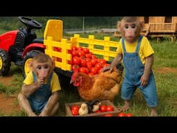 A day of caring for newly hatched chicks and harvesting tomatoes