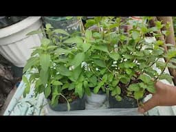 Dapat Gawin sa Bagong Bili na Halaman (Lemon mint, Yerba buena, Italian basil)