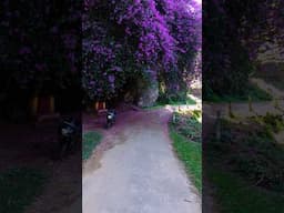 Bougainvillea 💜