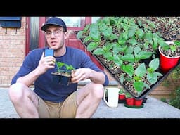 Top 10 Seedling Tips You'll Wish You Knew Earlier!