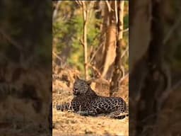 #indiansafari #wildlife #ranthambore #leopard #ranthamboretigerreserve #junglesafari #nationalpark