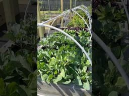 Incredible Spring Garden Tour!