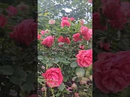 Leonardo Da Vinci Rose #flowergardening #rosegarden