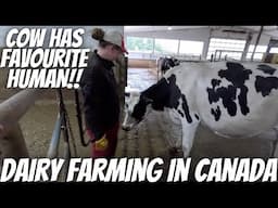 You Won't Believe How This Cow Reacts!