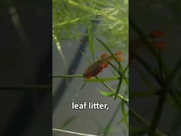 How to EASILY Cycle a Fish Tank FAST!