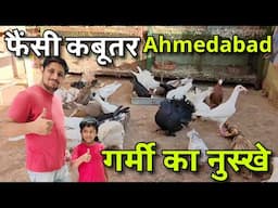 Fancy Pigeons Care In Summer | Fancy Pigeons Ahmedabad | गर्मी में क्या एहतियात करें ?