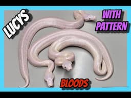 Our most INSANE Blood Python clutch!
