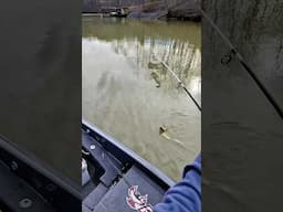 It’s only gonna get better #dudeletsfish #crappiefishing #shorts