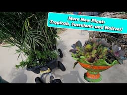 Picking Out Plants at The Garden Center || Native Plants & Making a  Succulent Planter