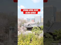 Spring in Seoul 2nd Week of April 2025 #cherryblossom #springupdate #seoul #korea