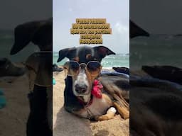Los que adoptamos somos unos suertudos! 😍🐕
