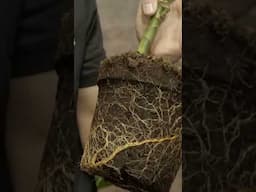 Dracaena roots - check this before you buy ‼️🪴#plants #houseplants @SwedishPlantguys