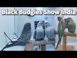 Black Budgies Show in India | Rainbow Budgies Tournament Bhopal MP | Bird Show in India