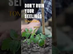 The Tiny Mistake That Can Ruin Your Tomatoes Seedlings! #tomatoes