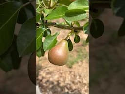 Bartlett Pears #garden #gardening  #healthyfood #healthylifestyle
