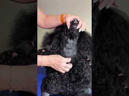 How to Clip Your Poodle's Neck #dogcompetitions #dogshow #poodle #poodlegrooming #dogcoach #grooming