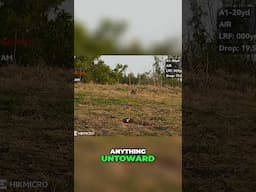Best Digital Scope - Clear Bunnies at 11x Zoom! #hikmicro #hunting #footage #infield #digital #uk