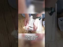 The Chaotic Unboxing Of A Fire Skink