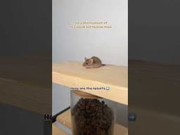 They are all just the cutest 😍 #mice #pets #babymice